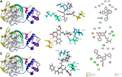 Virtual screening and molecular dynamics simulation to identify potential SARS-CoV-2 3CLpro inhibitors from a natural product compounds library